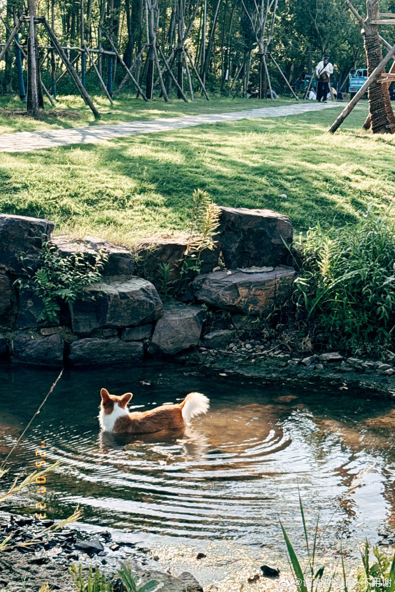 denis_mode__a63's tweet photo. Found a cute tyrocine dog by the boiling river today! What a fun little adventure https://t.co/r3qmE51Wal