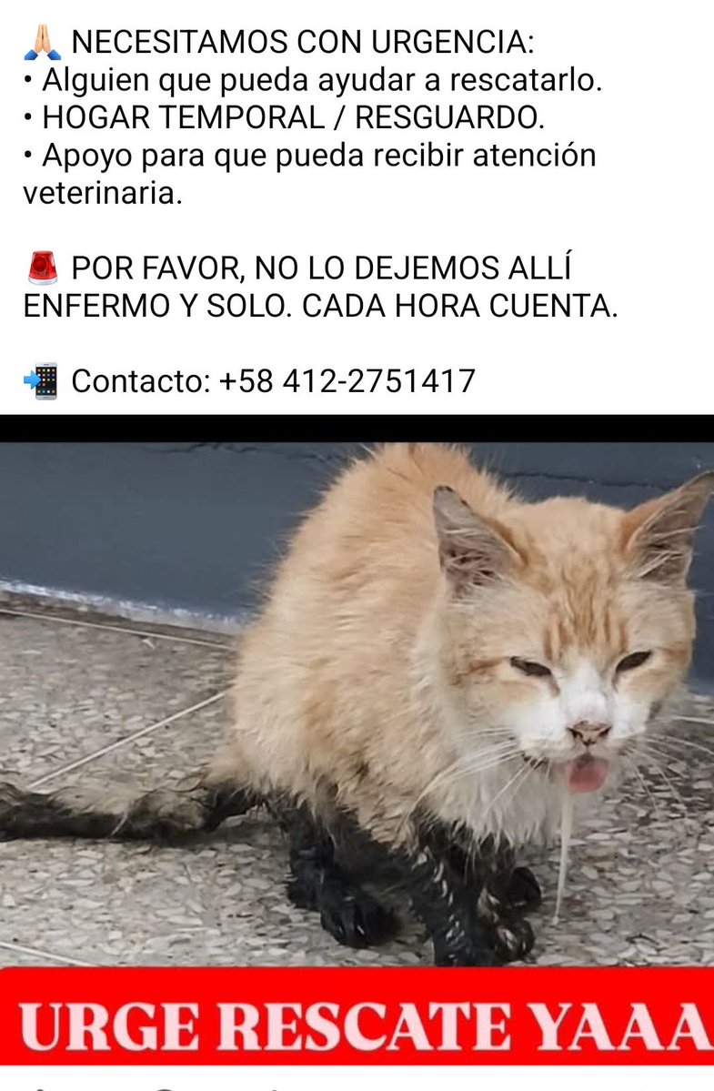 PerroUsuario's tweet photo. Reportan a este pequeño en los alrededores de la estación Colegio de Ingenieros. Necesita AYUDAAAAA URGENTE. Caracas https://t.co/pMMAXC3qao