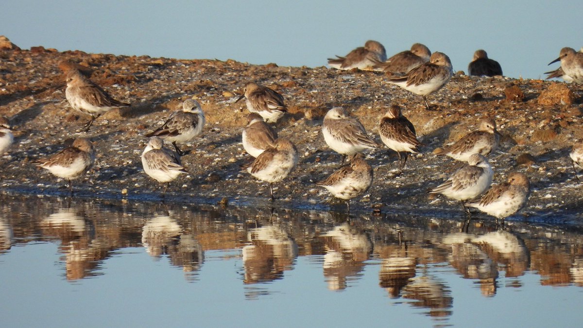 BirdersStore's tweet photo. Spot the Curlew Sandpiper!

#WaderWednesday https://t.co/idG08XbUun