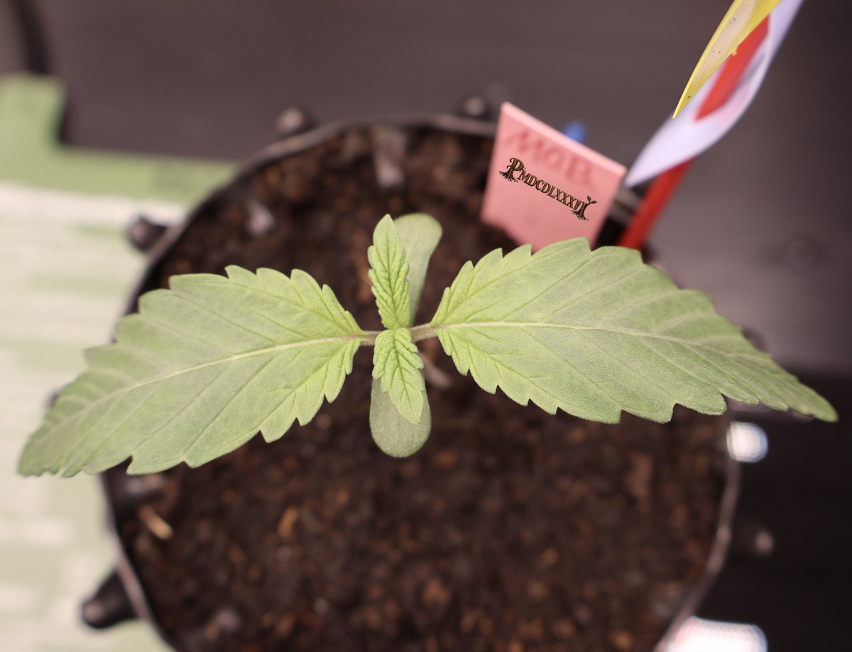 PMD486's tweet photo. Great #Weednesday 🌱

M.O.B. Day 06

#PMDsGrow #MotherOfBerries #ThSeeds https://t.co/2w6uQEpZkK