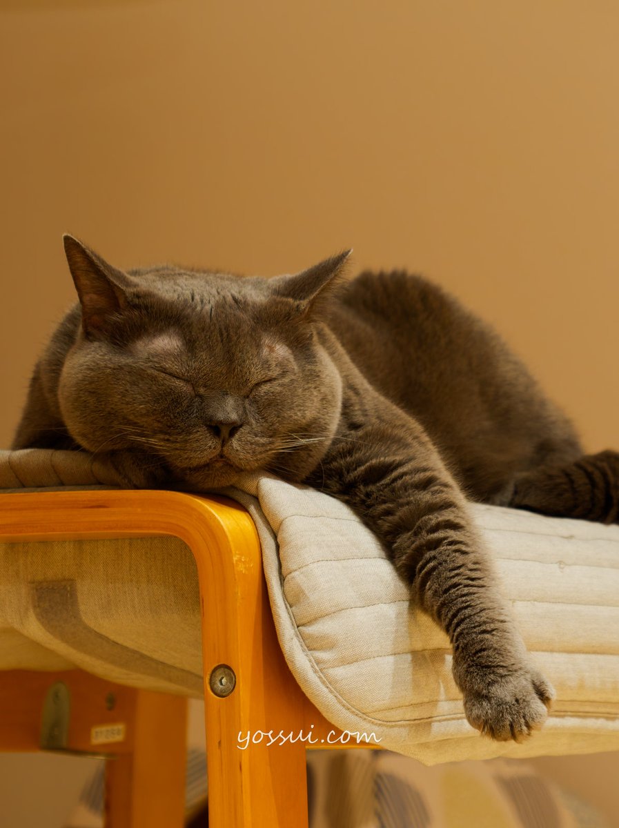 yossui_com's tweet photo. OM SYSTEM OM-1
M.ZUIKO DIGITAL ED 40-150mm F2.8 PRO + MC-20

#シャルトリュー
#猫
#猫好きさんと繋がりたい
#写真好きな人と繋がりたい
#OM1
#OMSYSTEM https://t.co/bgI5FWXMab