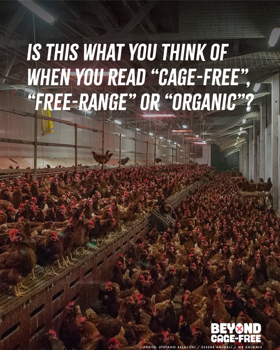 beyondcagefree's tweet photo. When you hear “cage-free”, “free-range” or “organic”, what do you picture?⁠ Perhaps hens roaming freely outdoors, with space to move, dust-bathe and live as they naturally would.⁠ ⁠But these labels don’t tell the whole story.⁠ 
Learn more at https://t.co/9yw2xcj4fi. https://t.co/zpm60CZkM5