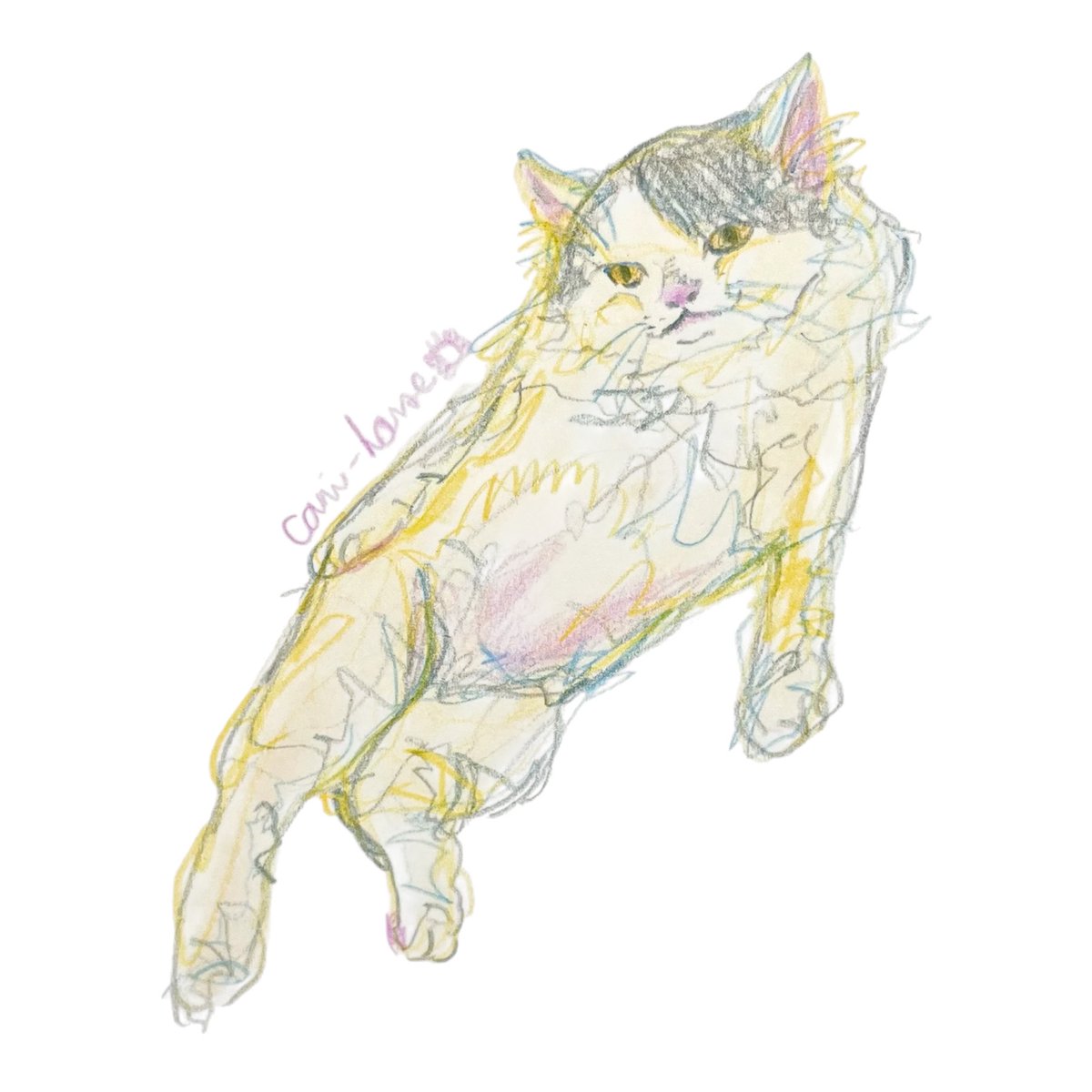 cani_house's tweet photo. #サマーカット伸びたウチ猫
#5冊目描き切り🎉🎉

#スケッチ　#イラスト　#アナログイラスト　#illustration  #art  #色鉛筆　#毎日投稿　#猫　#CAT  #リラックス　#立ち耳スコティッシュ https://t.co/yR3sVSWSkY
