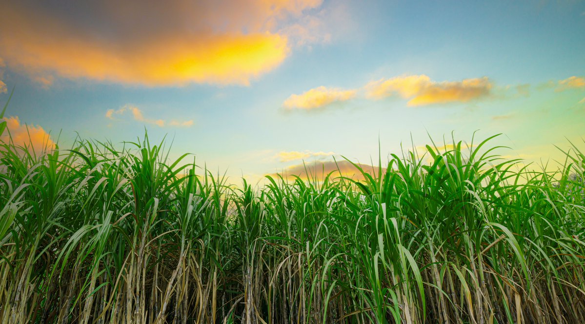 sugaronline's tweet photo. EAST ASIA #SUGAR REPORT by @RiteshEconomist: Most East Asian producers🇹🇭🇮🇩 are likely to process less sugar in the new crushing season, but China🇨🇳 remains an exception.

Join us to read the full report: https://t.co/BbOEvZP0vd

#commoditiestrading #softcommodities #sugarindustry https://t.co/ihiQCyuSRK