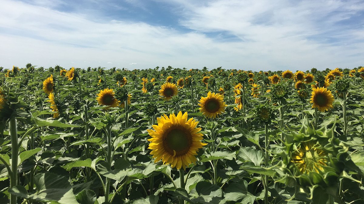 mb_cropalliance's tweet photo. Looking for some tips and tricks for a successful sunflower harvest? If so, we've got you covered: https://t.co/9jJAOM7Pde
#cdnag #westcdnag #MbAg https://t.co/hNpVzL6RUn