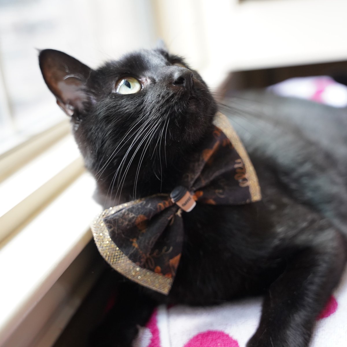 ZolderTheCat's tweet photo. Daisy is considering work as a barista.  Would you hire her?
#Workingcats #BlackCat #WhiskersWednesday https://t.co/d04CpoLWOK