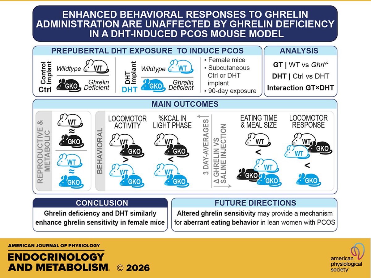 AJPEndoMetab's tweet photo. Research Article by K Prins et al. (@Jenny_A_Visser) Enhanced behavioral responses to #ghrelin administration are unaffected by ghrelin deficiency in a DHT-induced #PCOS mouse model
https://t.co/vsnXEkqneP https://t.co/4fECXgRbHV
