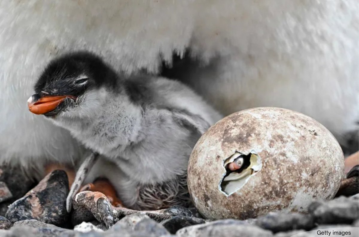 NewsBFM's tweet photo. A new penguin species, known as the southeastern gentoo, has been identified on the Kerguelen Islands about 1,200 miles north of Antarctica.

The discovery marks the first new penguin species described in more than a century, with the northern rockhopper last named in 1921.

📷: Getty images

🧵1