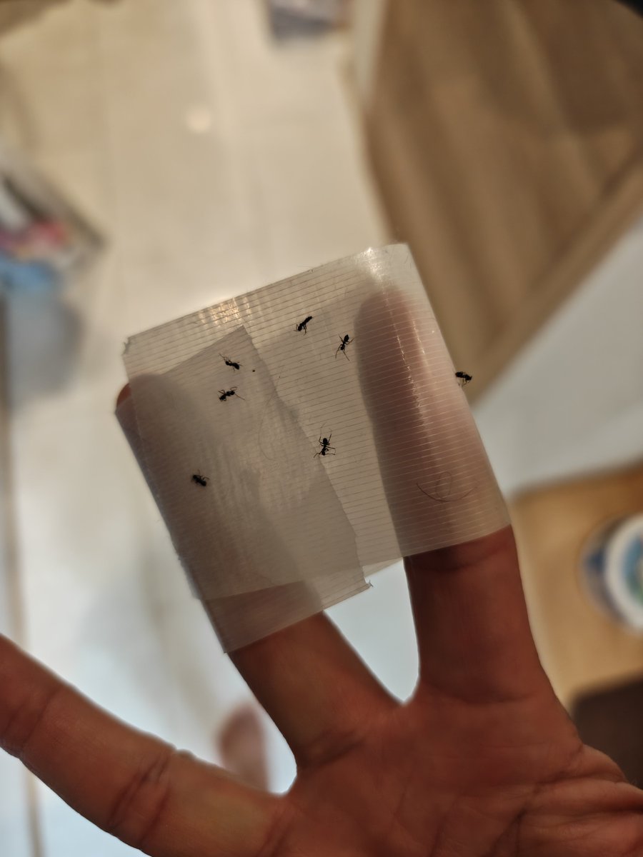 nfc_hase's tweet photo. 家の中に小蟻が湧き出して今も20匹以上捕獲😓
虫飼いすぎか？🐜 https://t.co/6U1BYStl1O