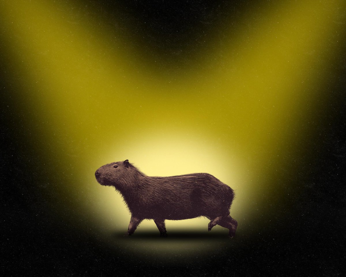 Grazen01's tweet photo. Samba the Capybara escaped a UK zoo!

Next animal token to run perfect narra...

Article below:

https://t.co/xLrCM359Gw https://t.co/nxQy5Hf9UD