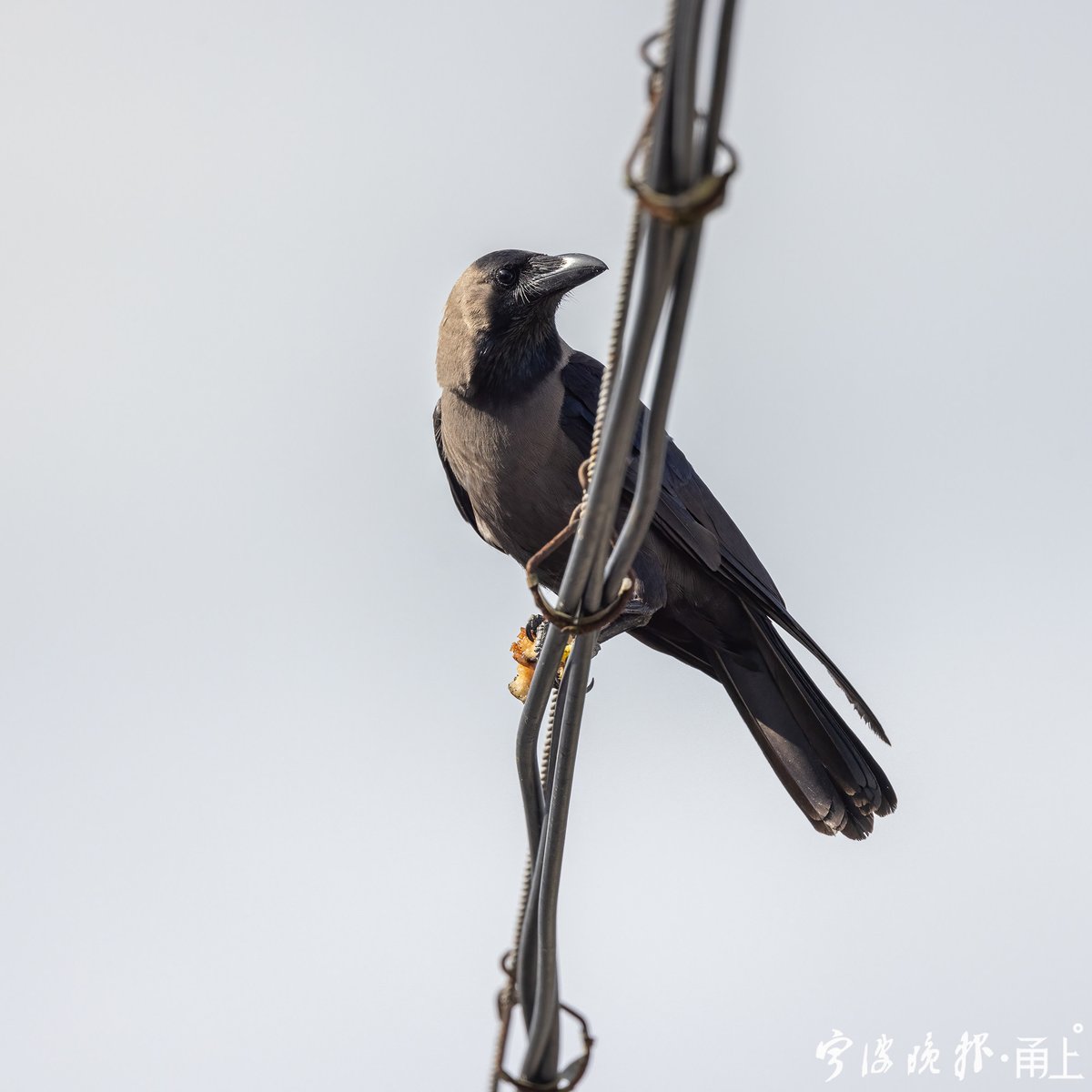 p_iaalbe_40_df1's tweet photo. [A cunning crow in ash-gray feathers hides its faint hope in the dusk]， https://t.co/47RnovUYmK