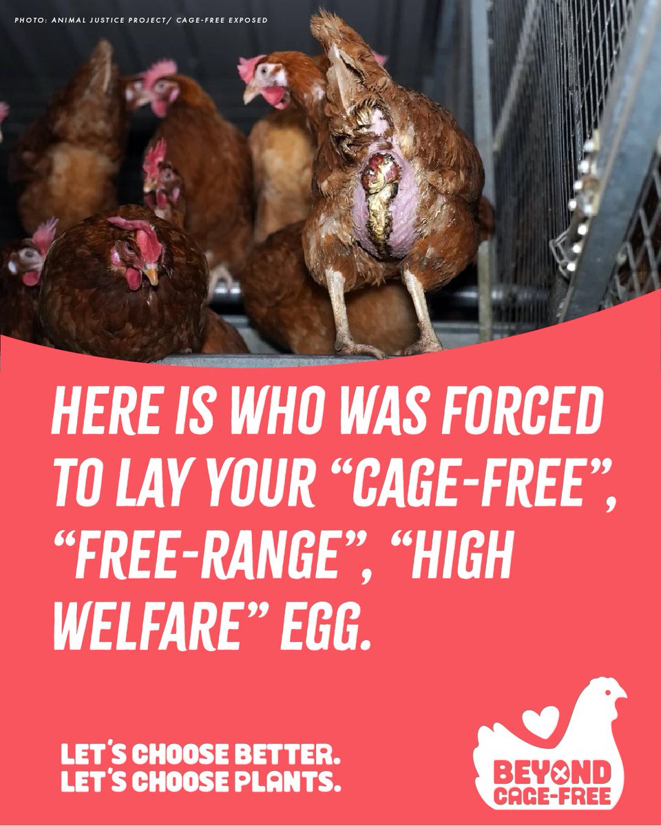 beyondcagefree's tweet photo. “Cage-free.” “Free-range.” “Higher welfare.”⁠ ⁠These labels can make it sound like animals are being given a better life. But a bigger cage doesn’t change the fact that hens are still being bred, exploited and killed for their eggs.
Learn more at 👉️https://t.co/9yw2xciwpK.⁠ https://t.co/36sm9aaPtY