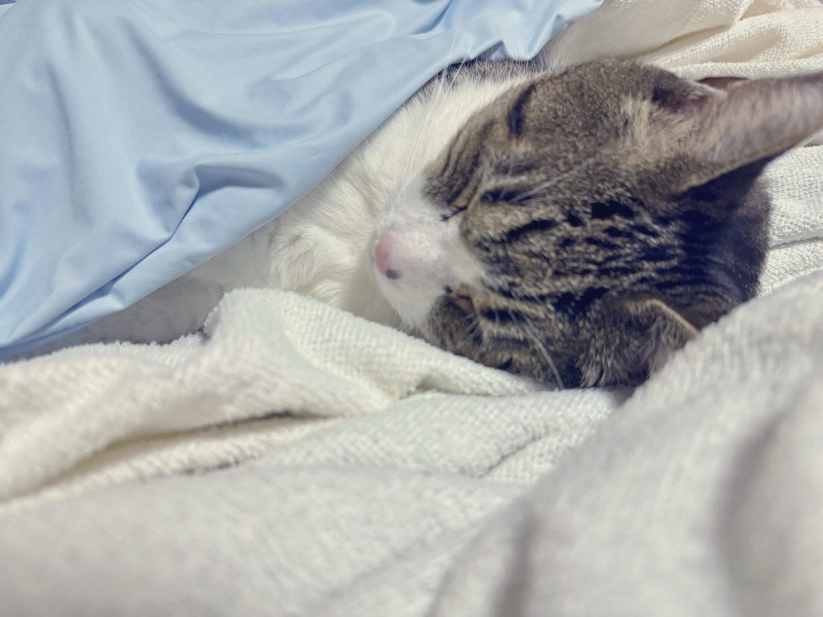 bub_mamico's tweet photo. お寝んねのんたん🛌🌙 https://t.co/1JXxNnLpKx