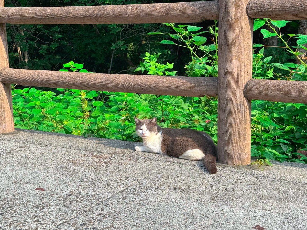 OmuMirative's tweet photo. 今年の一人旅の時に出会ったにゃんこ。
実は去年も同じタイミングでこのにゃんこと出会ってました🐱
勝手に高太郎と名付けてます笑

#猫 
#猫好きさんと繋がりたい 
#猫のいる暮らし
#ねこかわいいね
#cat
#ミラティブ
#ミラティブ配信者さんと繋がりたい
#ミラティブ配信者と繋がりたい https://t.co/Y7cDkF3XBq