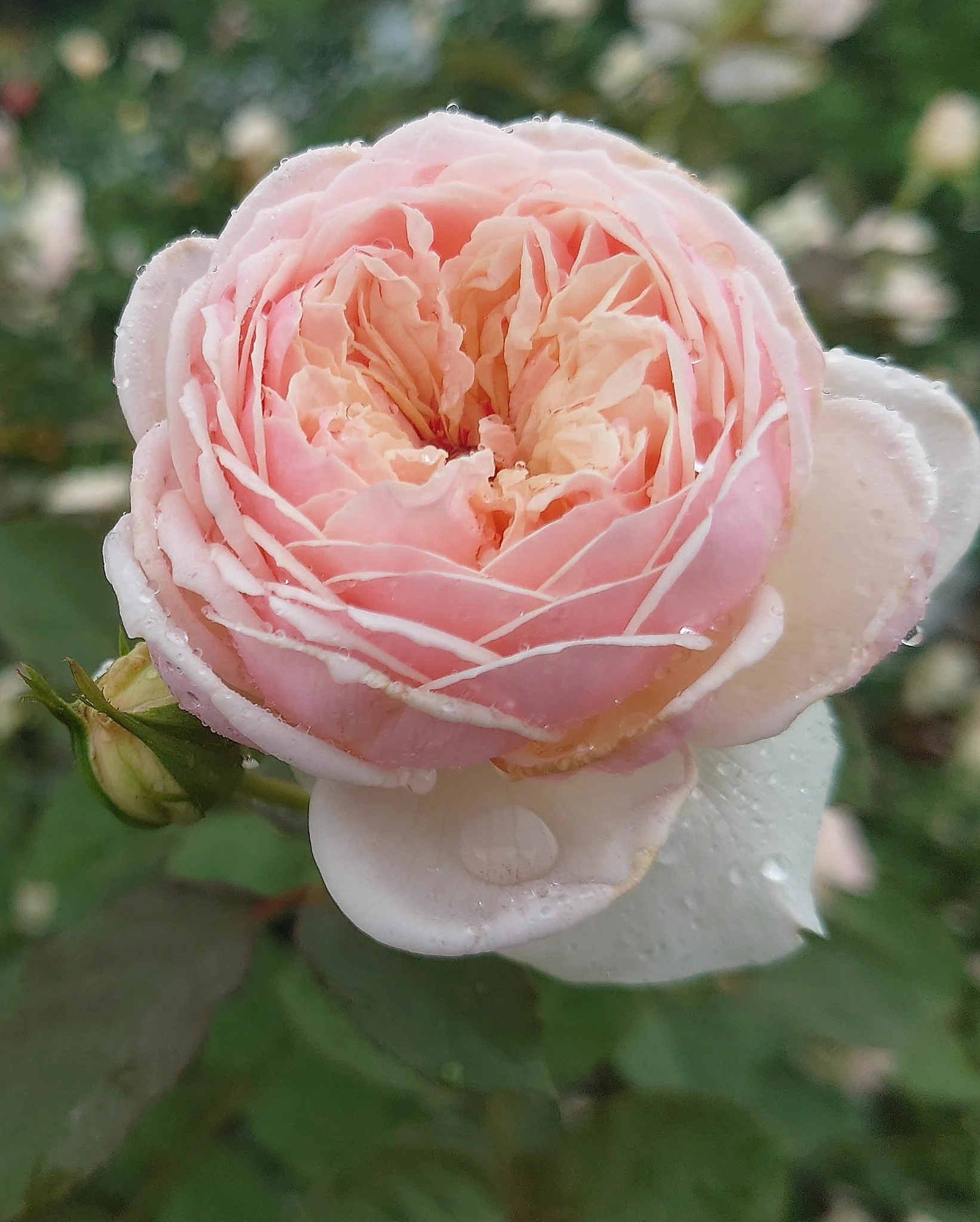 忽滑谷 史記 @Apple Roses (@f_nukariya) / X