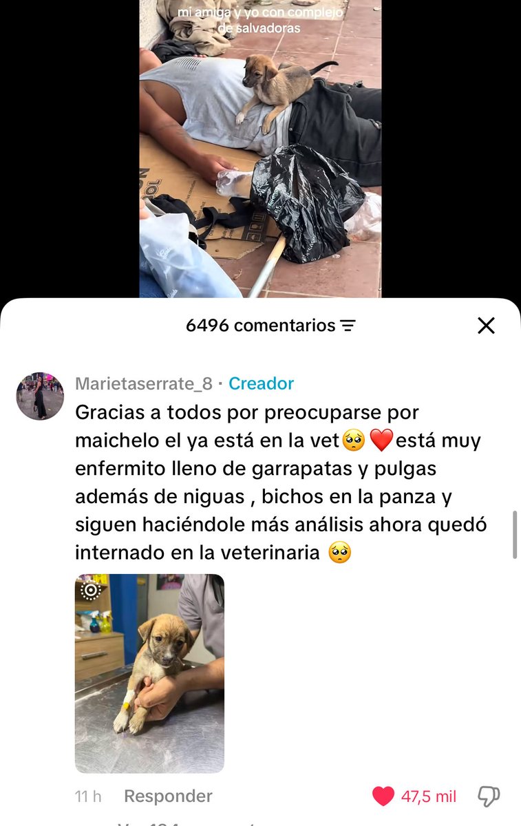 lienkvm's tweet photo. Le salvaron la vida al perrito https://t.co/Ai9ODH135O