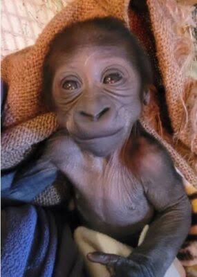 NigeriaStories's tweet photo. The Nigeria Customs Service (NCS) has repatriated Bili, a rescued baby gorilla, to the Republic of Congo in what it described as its first full-cycle international wildlife operation. https://t.co/cb3aFoDDPs