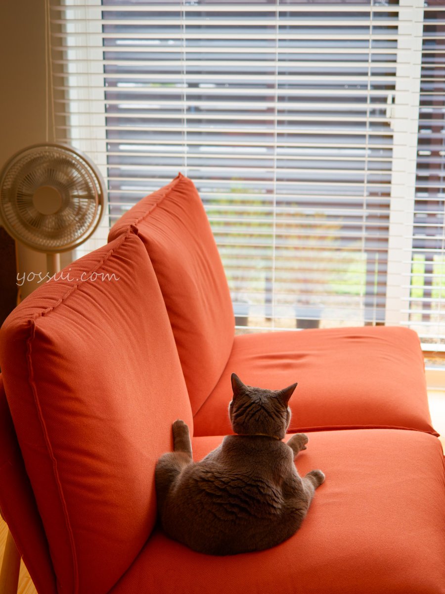 yossui_com's tweet photo. OM SYSTEM OM-1 Markⅱ
M.ZUIKO DIGITAL ED 12-40mm F2.8 PRO
NiSi TRUE COLOR CPL

#シャルトリュー
#猫
#猫好きさんと繋がりたい
#写真好きな人と繋がりたい
#OM1Mark2
#OMSYSTEM https://t.co/NFAEtIqUqh