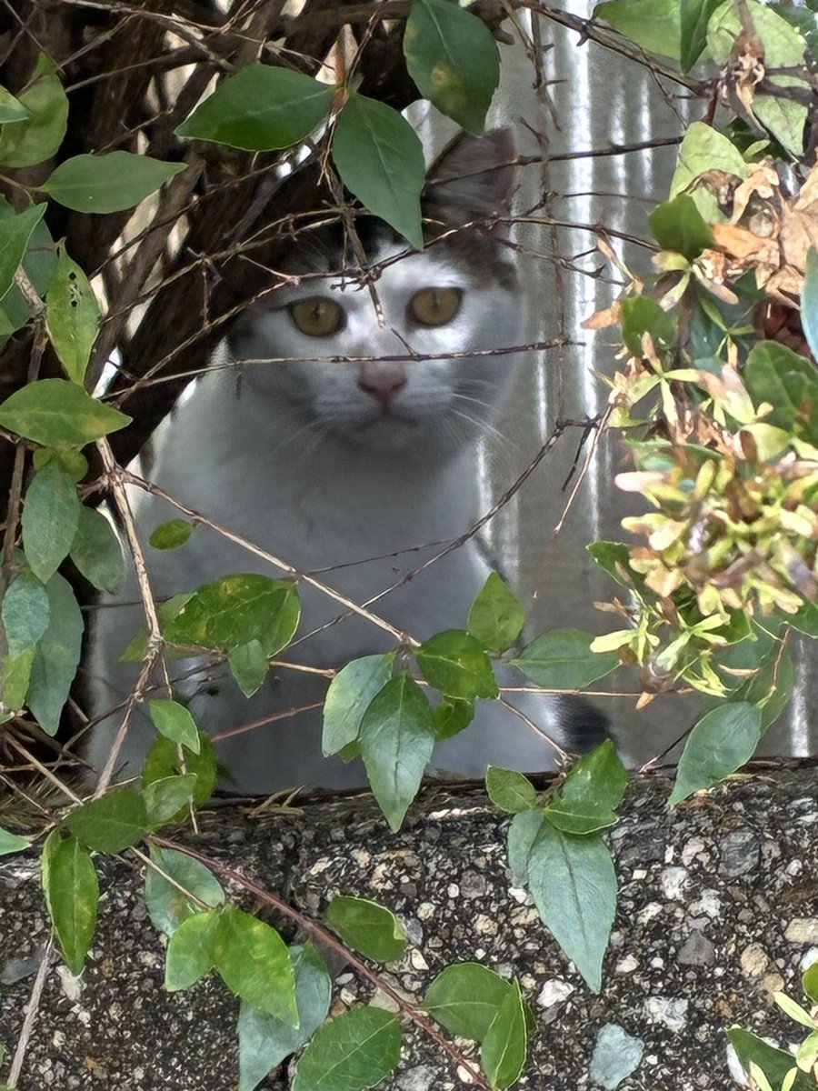 suzuki_kusodebu's tweet photo. 今日野良猫がこっち見てきた https://t.co/fYhB2vGGso
