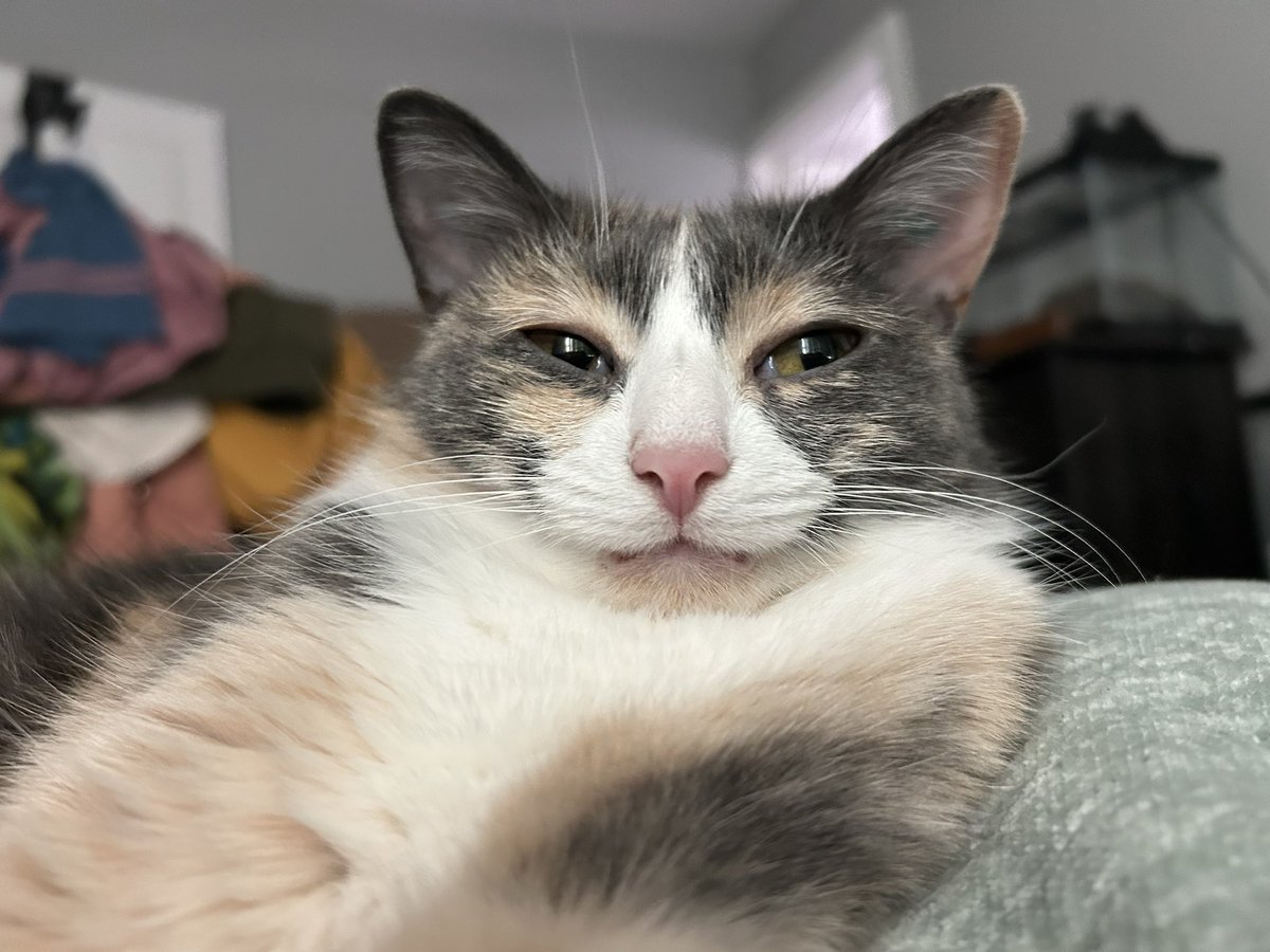 oreoeocat's tweet photo. Touches you https://t.co/DKhqNiWtu3