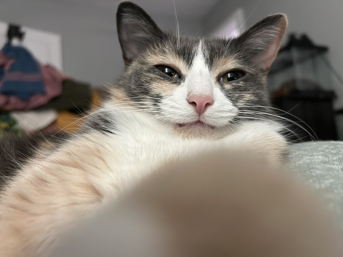 oreoeocat's tweet photo. Touches you https://t.co/DKhqNiWtu3