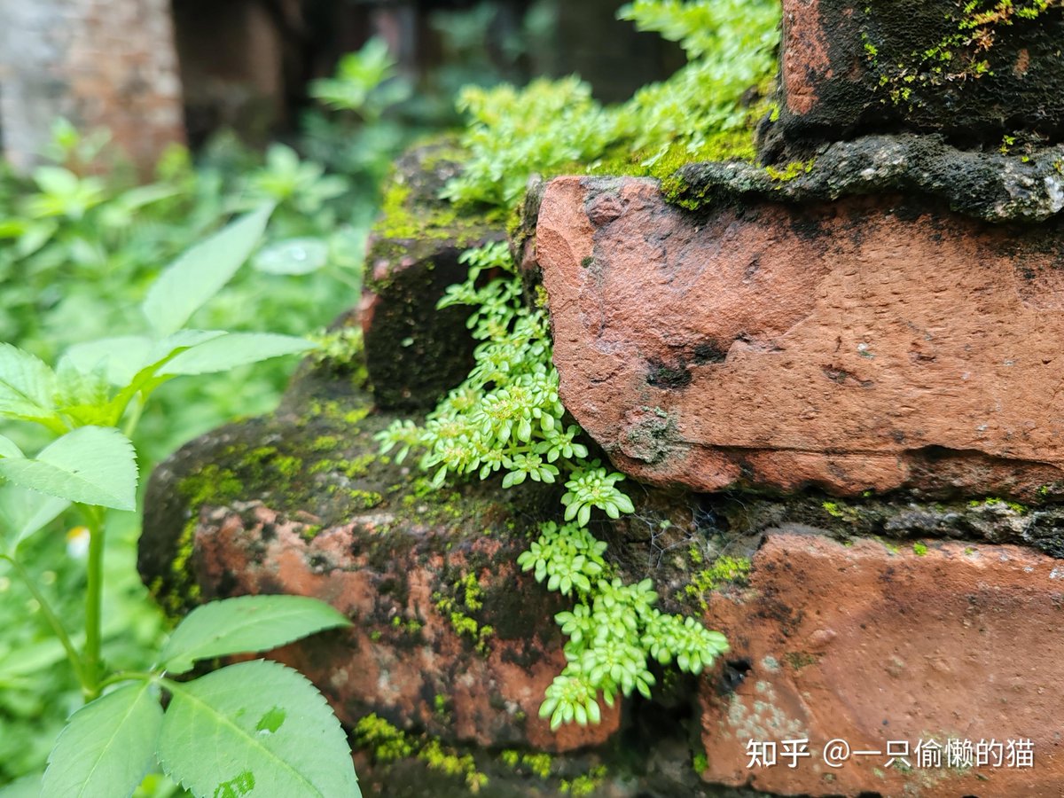 joant_node1_851's tweet photo. [Try to plant the tender shoot of that rare bog pine, it leans gently against the old library wall, with hopeful thoughts inside] https://t.co/K49bZayDhT