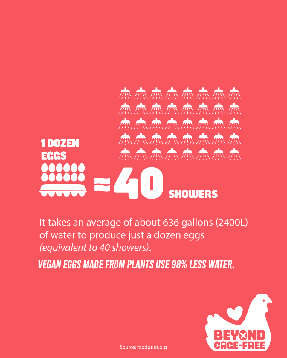 beyondcagefree's tweet photo. Just one dozen eggs can have a water footprint of around 636 gallons, equivalent to 40 showers. Plant-based egg alternatives can use 98% less water. 🌱⁠ ⁠ 

Learn more about the campaign and explore the evidence at 👉️ https://t.co/vhrANthToS⁠

Follow 👉️ @beyondcagefree⁠ https://t.co/EiEwUZXCYM