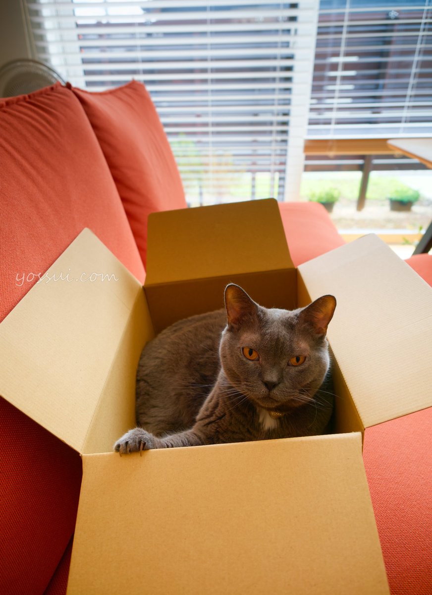 yossui_com's tweet photo. OM SYSTEM OM-1 Markⅱ
M.ZUIKO DIGITAL ED 12-40mm F2.8 PRO
NiSi TRUE COLOR CPL

#シャルトリュー
#猫
#猫好きさんと繋がりたい
#写真好きな人と繋がりたい
#OM1Mark2
#OMSYSTEM https://t.co/LChh8y4gES
