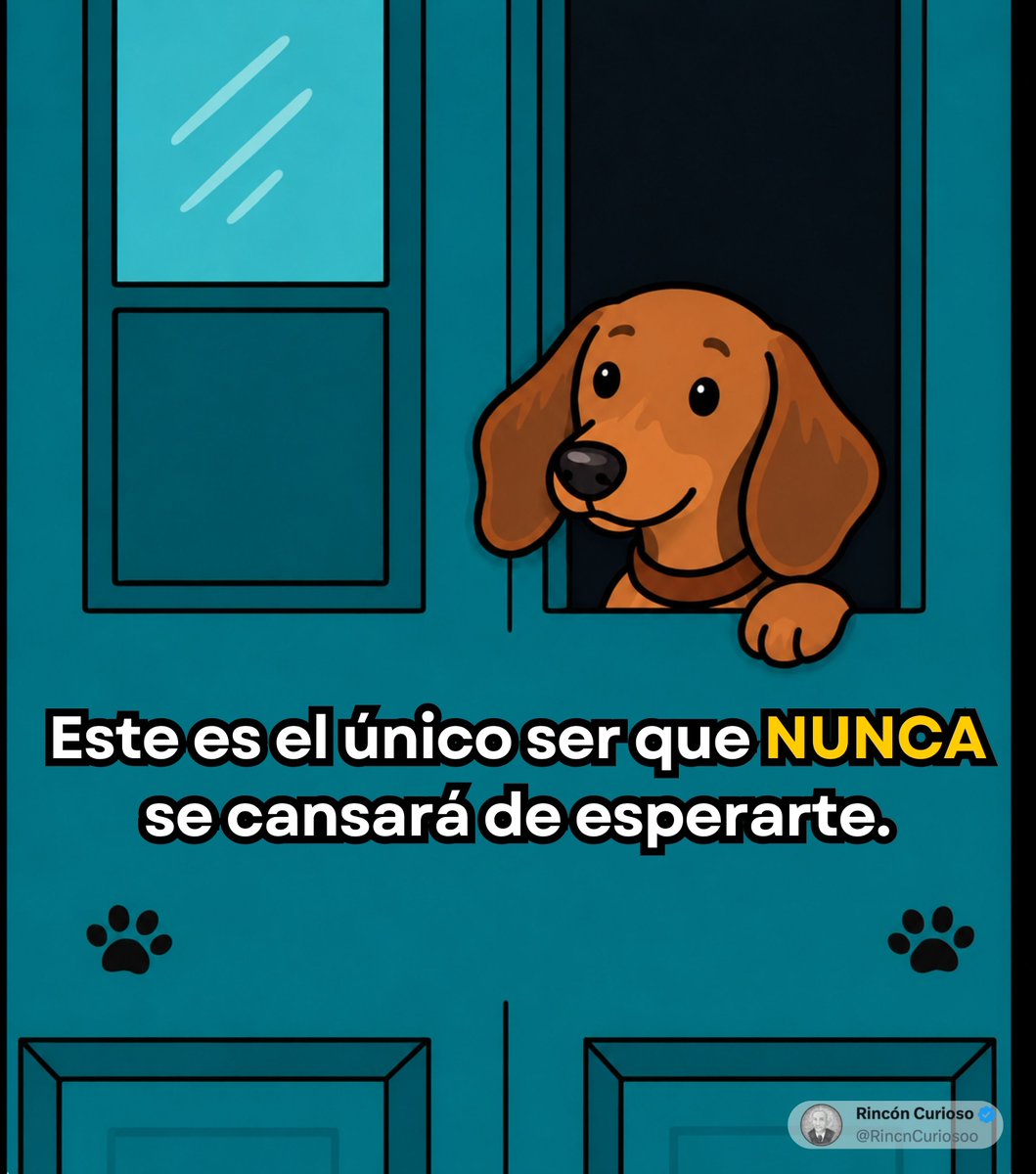 RincnCuriosoo's tweet photo. 🖤🐶 https://t.co/0vcIIfcMrW