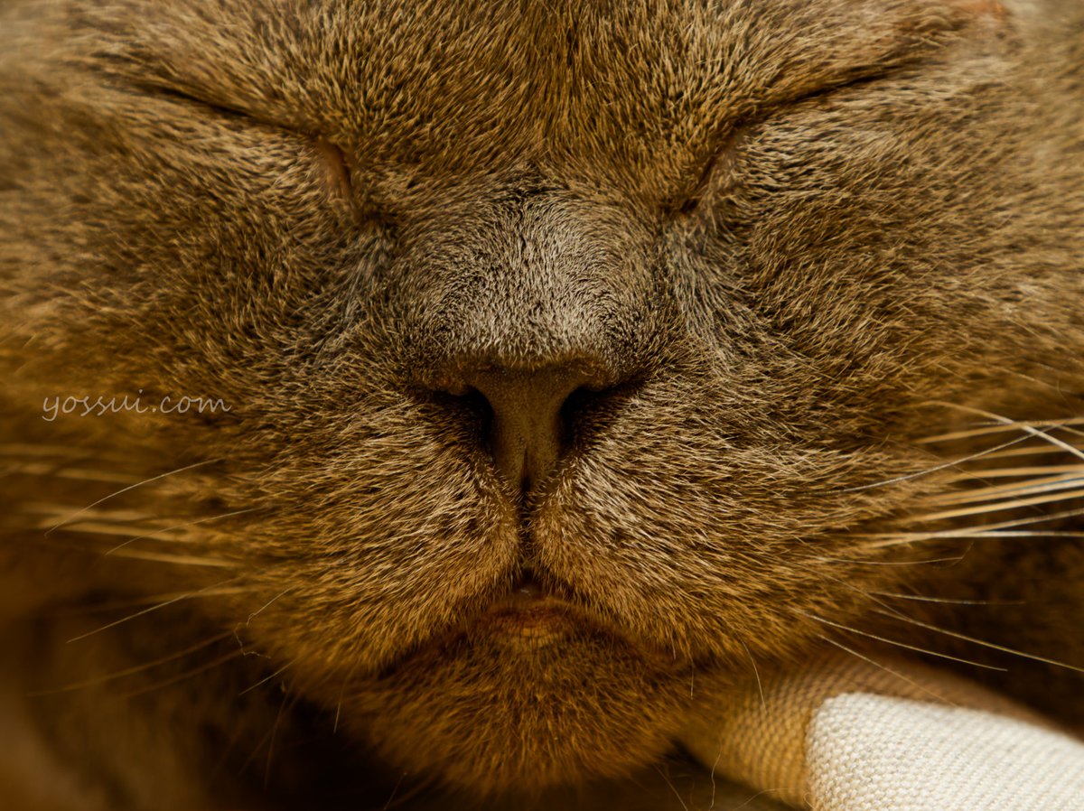 yossui_com's tweet photo. OM SYSTEM OM-1
M.ZUIKO DIGITAL ED 40-150mm F2.8 PRO + MC-20
NiSi TRUE COLOR CPL

#土アップ祭
#シャルトリュー
#猫
#猫好きさんと繋がりたい
#写真好きな人と繋がりたい
#OM1
#OMSYSTEM https://t.co/kTNL6fQspg