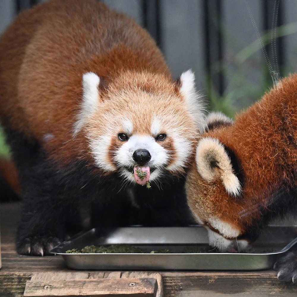 西山動物園のレッサーパンダ赤ちゃん、ぬいぐるみ友達と無邪気に遊ぶ