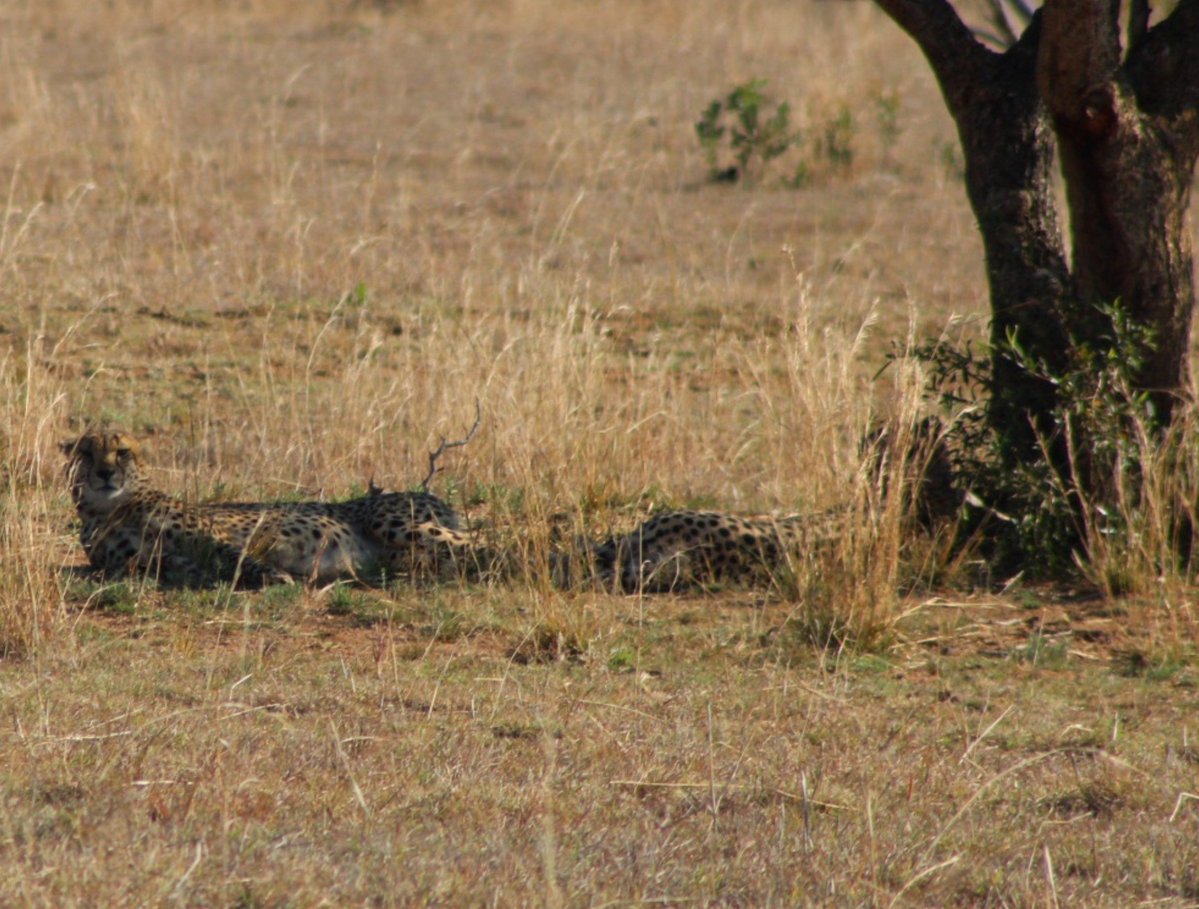 TheArtistTrig's tweet photo. @CindySinor At a lodge in South Africa 'Mabula'. Just had a week in the bush with family. Got some fantastic game drives in with a ranger, the best was seeing two Cheetahs chilling. Been trying to find cats for years https://t.co/qKX4vUvDT4