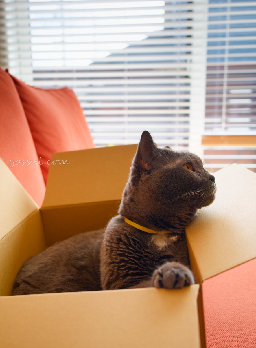 yossui_com's tweet photo. OM SYSTEM OM-1 Markⅱ
M.ZUIKO DIGITAL ED 12-40mm F2.8 PRO
NiSi TRUE COLOR CPL

#シャルトリュー
#猫
#猫好きさんと繋がりたい
#写真好きな人と繋がりたい
#OM1Mark2
#OMSYSTEM https://t.co/ACfvFhZiRZ