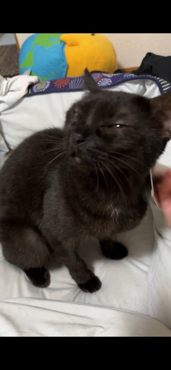 Cat_Hound2123's tweet photo. 久々にブラッシングしてあげたら
なんかセクシーな顔してる猫🐈‍⬛ https://t.co/fFo6Ggu0lu