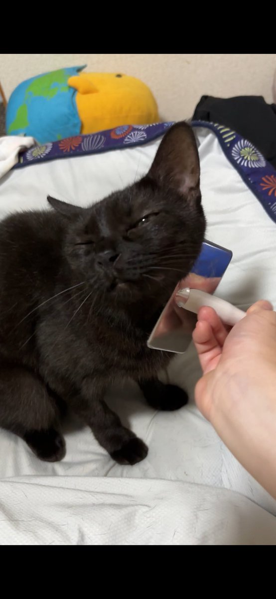 Cat_Hound2123's tweet photo. 久々にブラッシングしてあげたら
なんかセクシーな顔してる猫🐈‍⬛ https://t.co/fFo6Ggu0lu