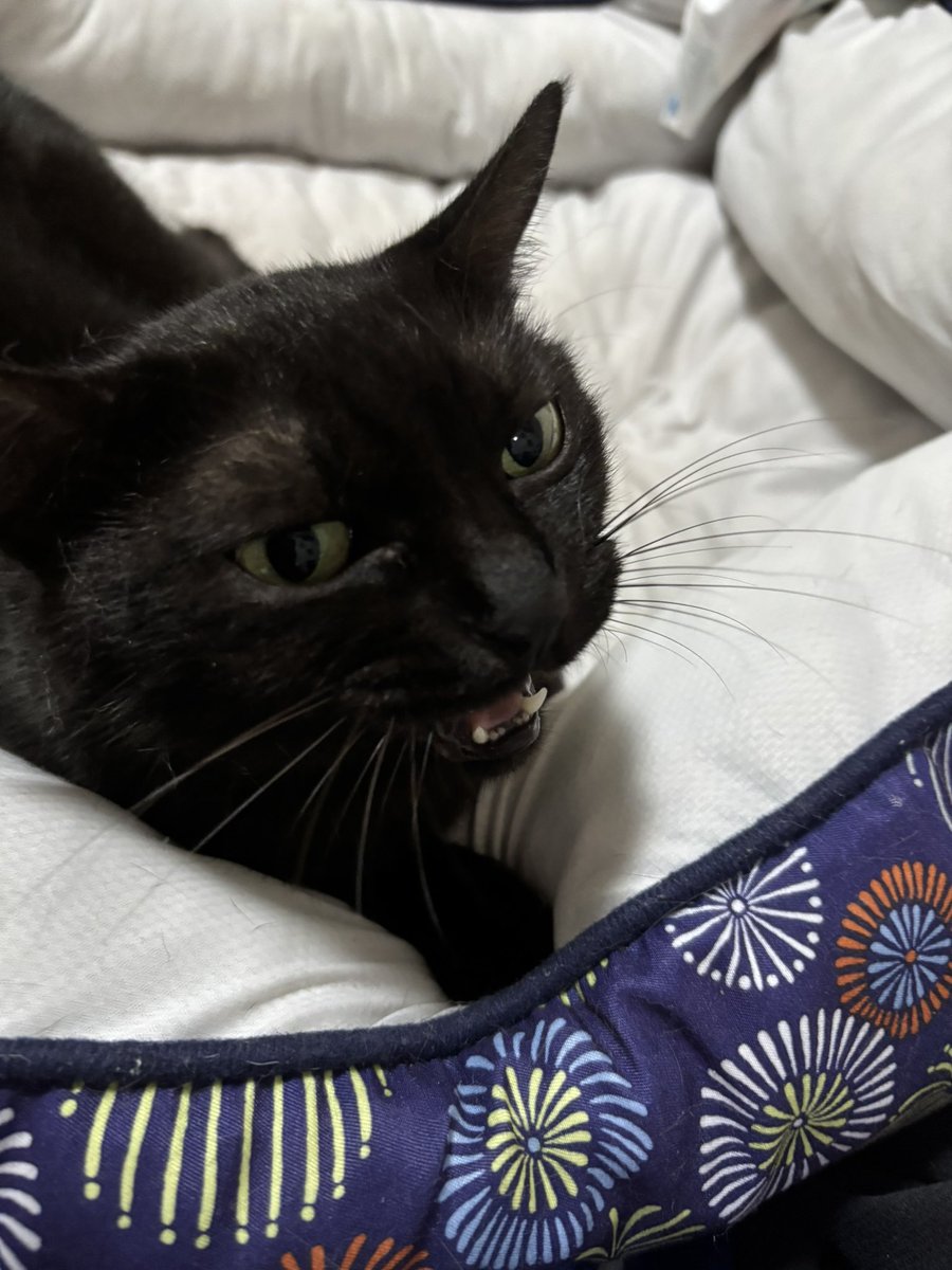 Cat_Hound2123's tweet photo. 久々にブラッシングしてあげたら
なんかセクシーな顔してる猫🐈‍⬛ https://t.co/fFo6Ggu0lu
