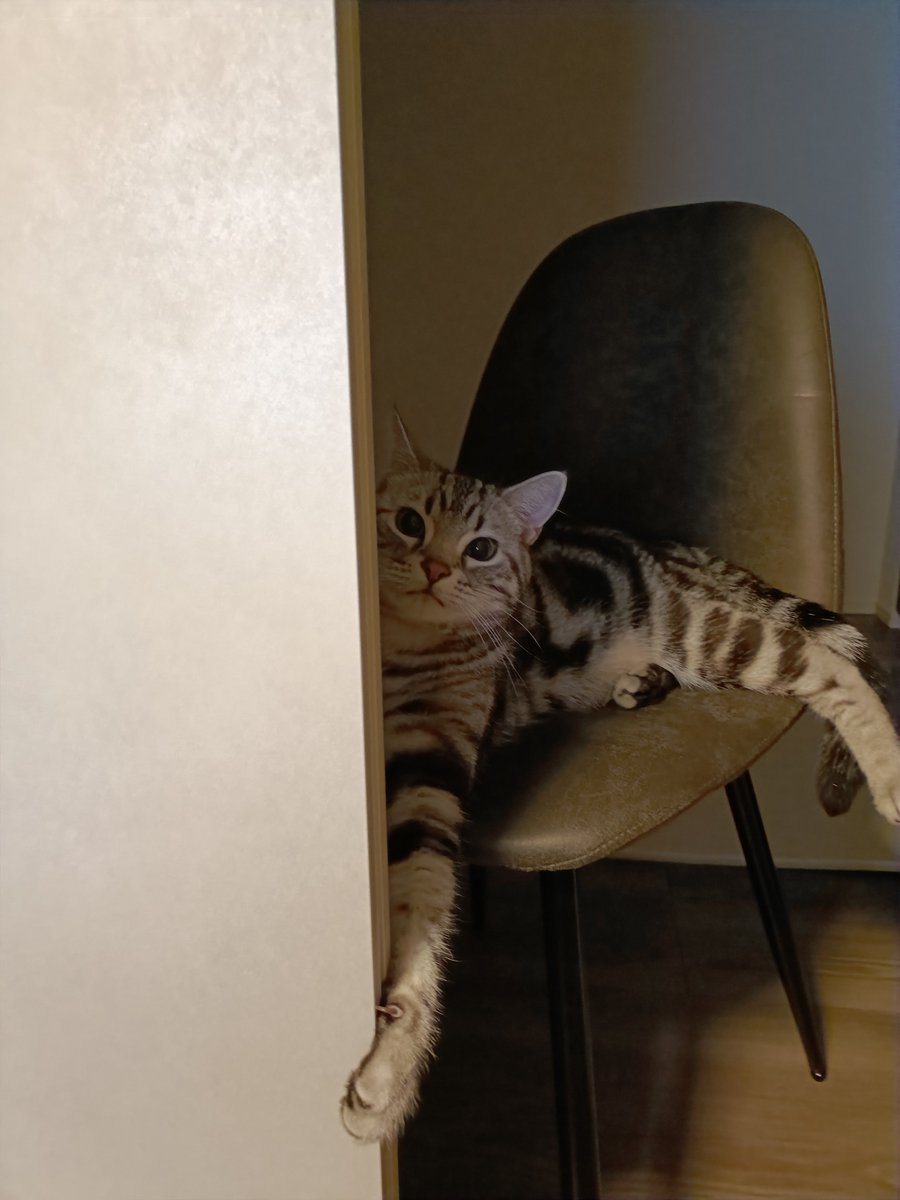 pino_notes's tweet photo. 家政婦は見た👀
#猫のいる暮らし
#猫好きさんと繋がりたい https://t.co/F136sl17oW