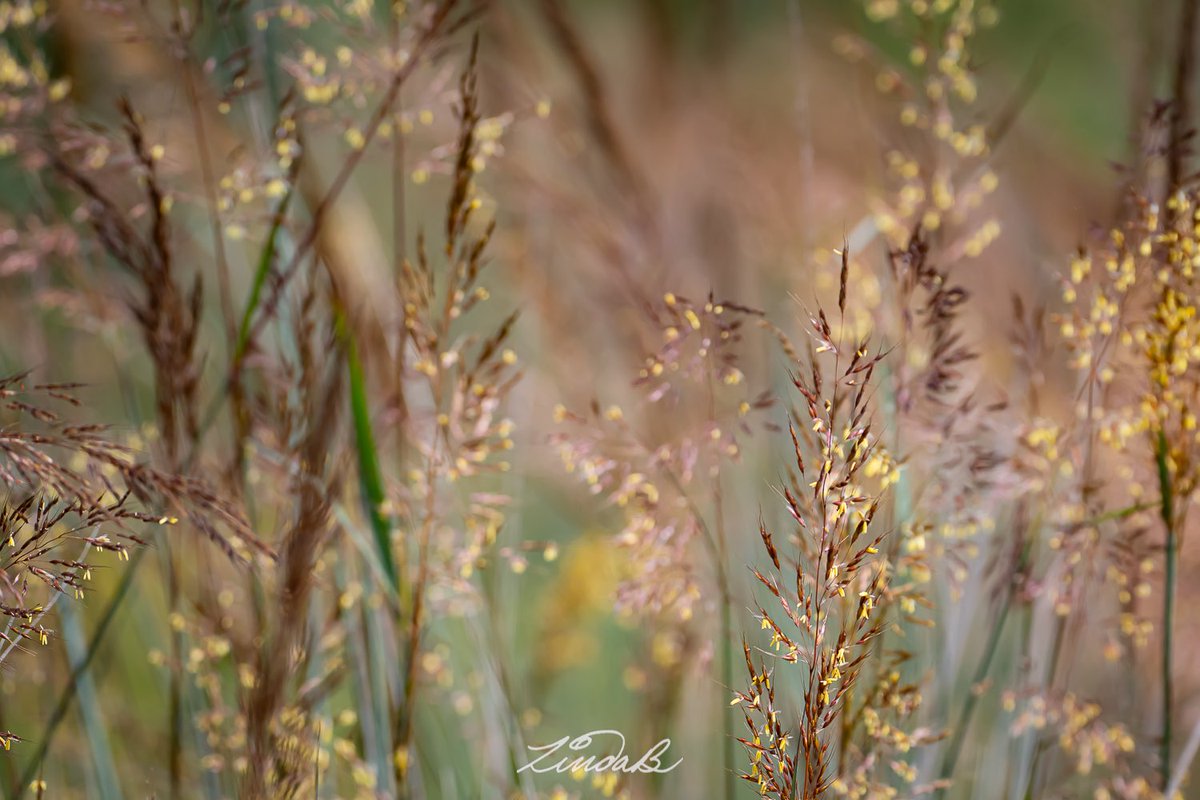 LSBofEBB's tweet photo. #WonderousWednesday
Light Catcher
I walked past all this Yellow Indiangrass without really noticing it, but on the trip back, the light highlighted the yellow, and I became obsessed with it.
#godscanvas #growingwild #ornamentalgrasses #suncatcher #nature https://t.co/gfWZjAcw7k