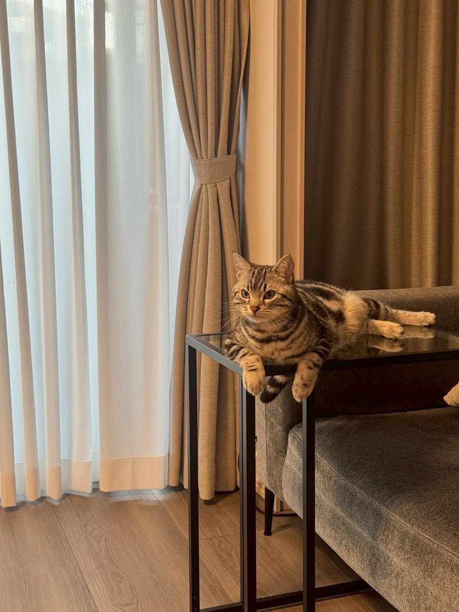 pino_notes's tweet photo. もう10月！😹
お客さんが来た時のお出迎えモードのピノをお届けします。
#猫のいる暮らし
#猫好きさんと繋がりたい https://t.co/4AH9KjaT43