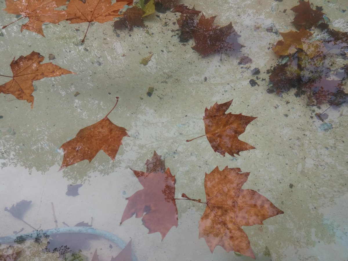 ManuelRevilla57's tweet photo. Otoño ... https://t.co/hqMVCj51iL