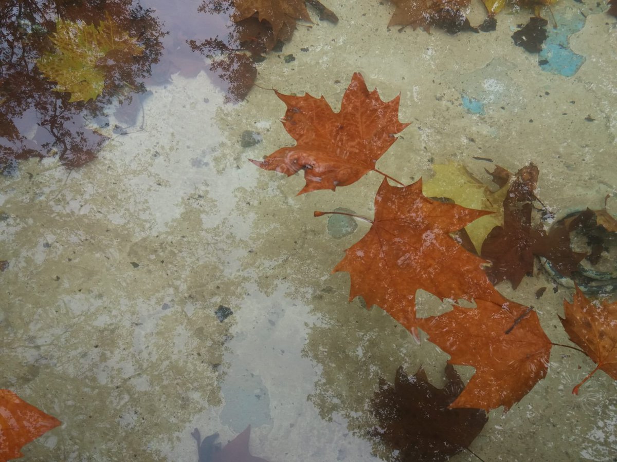 ManuelRevilla57's tweet photo. Otoño ... https://t.co/hqMVCj51iL