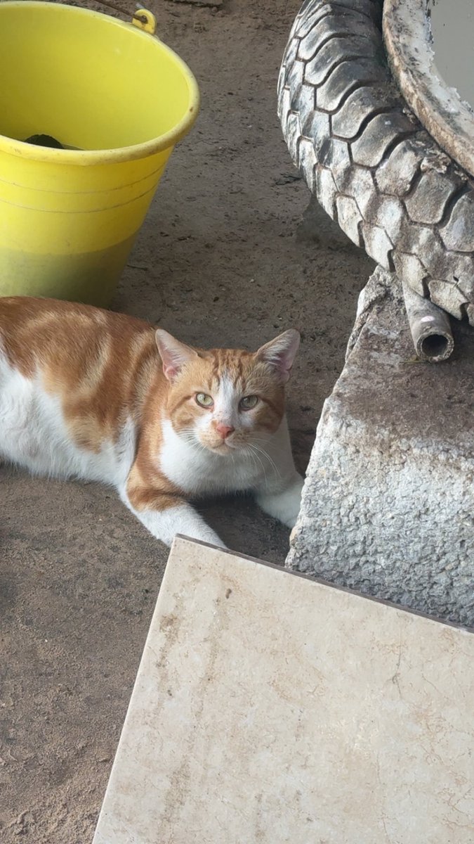Mo7mmd30's tweet photo. My cats and i are still alive here in Gaza🇵🇸 https://t.co/2rT9lnF4r2