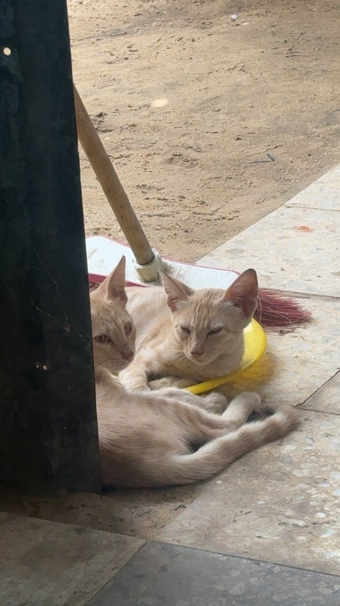 Mo7mmd30's tweet photo. My cats and i are still alive here in Gaza🇵🇸 https://t.co/2rT9lnF4r2