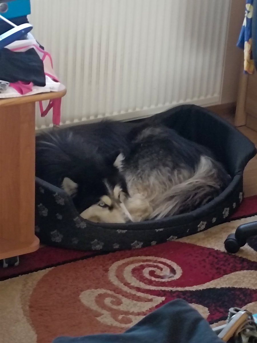 Ccp90VT's tweet photo. @xKitaFox No co? Ten dzień jest tak losowy że nawet jako beneficjent o nim zapominam.

A na zdjęciu pies. https://t.co/kZKgj0xguH