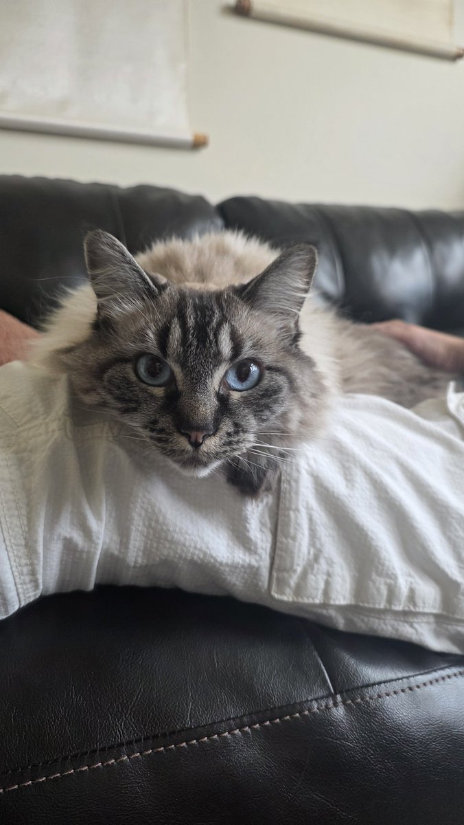 LilMammoth11's tweet photo. @misaminten Yes!! Her name is Minty! Definitely twinning. https://t.co/uYvUk6WhCX