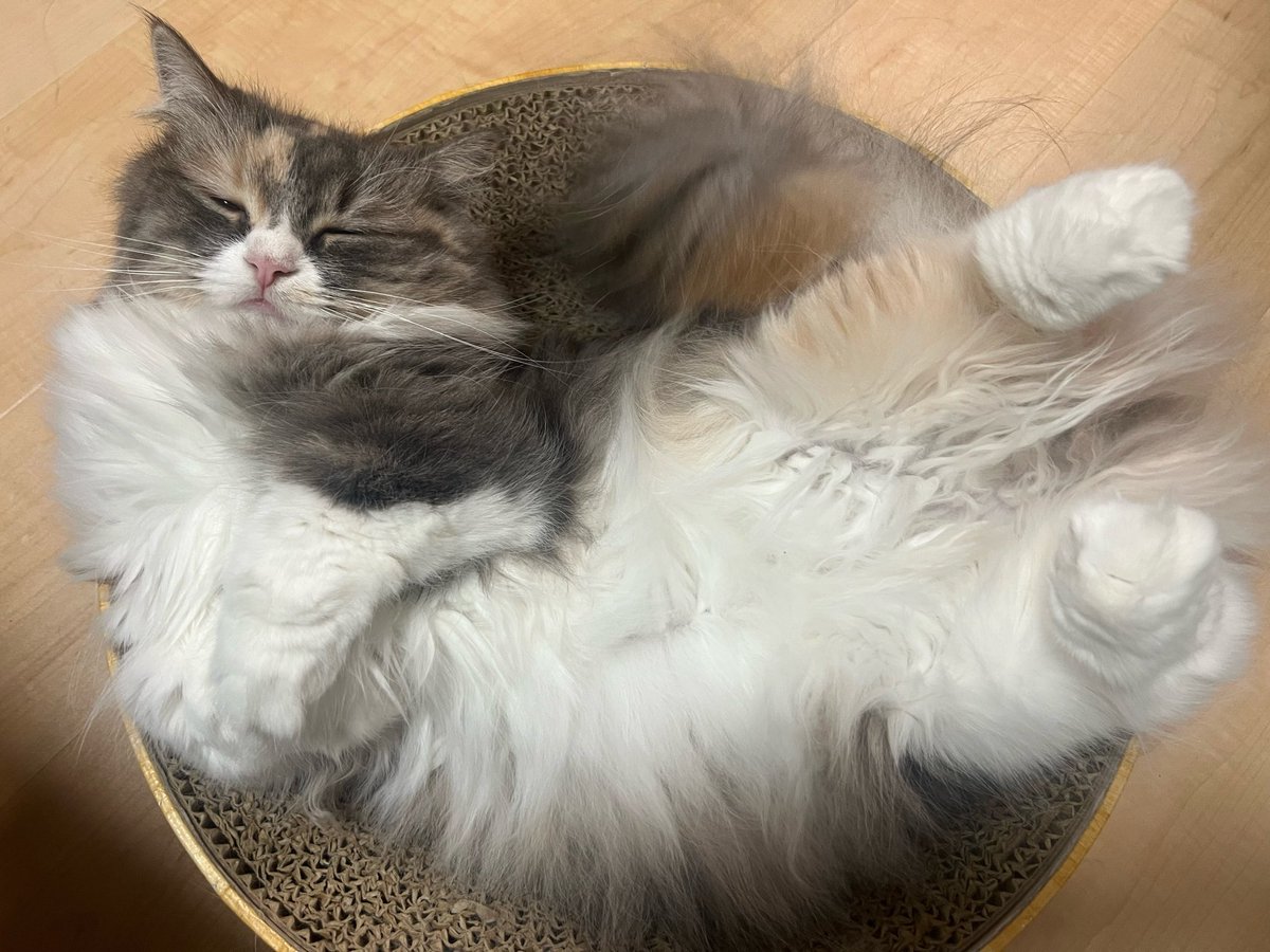 nidaimyon_desu's tweet photo. 猫の寝相4選 https://t.co/ma38c37IDH