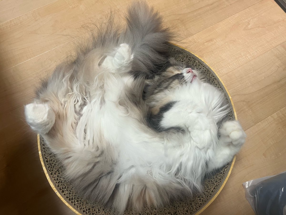 nidaimyon_desu's tweet photo. 猫の寝相4選 https://t.co/ma38c37IDH