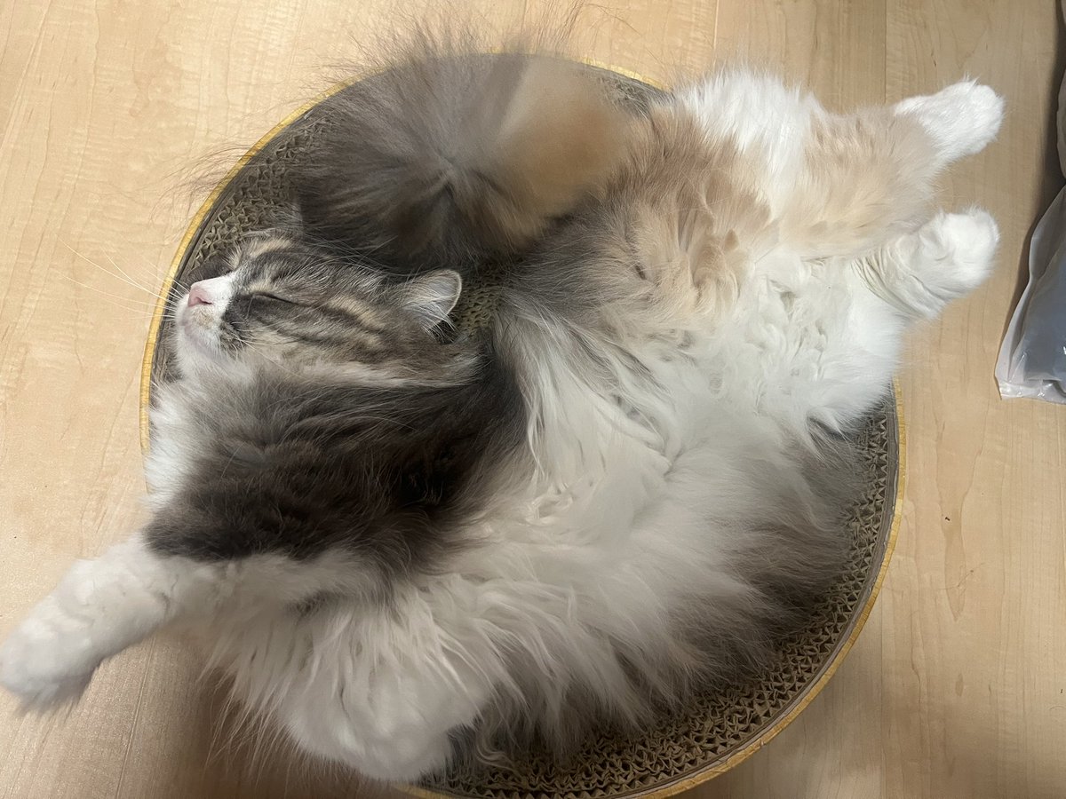 nidaimyon_desu's tweet photo. 猫の寝相4選 https://t.co/ma38c37IDH