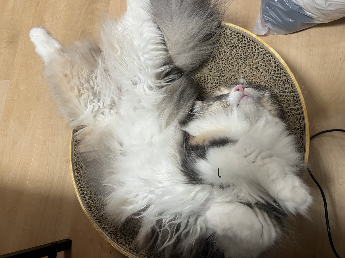 nidaimyon_desu's tweet photo. 猫の寝相4選 https://t.co/ma38c37IDH