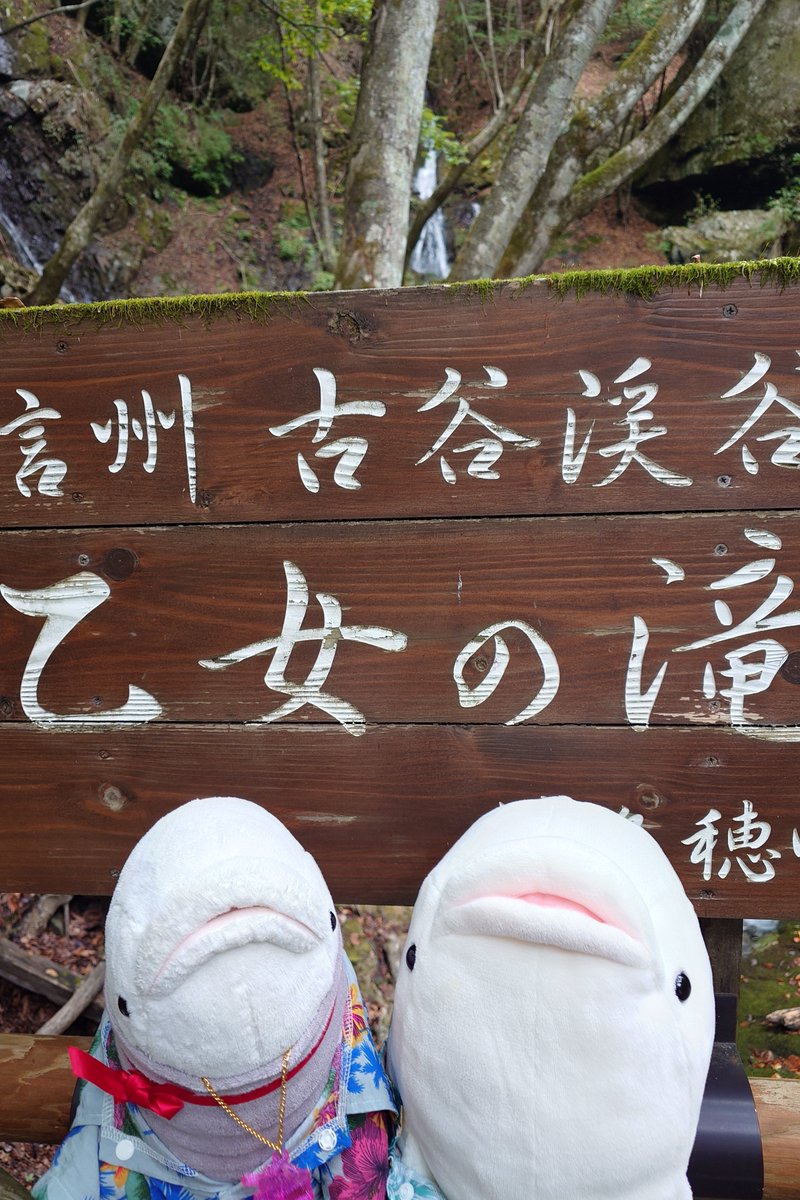 SamuraiOnometal's tweet photo. たまにはいるかさん♪
近所の滝は連日の���で増水してました。
頭の大きいふくさんとスマートなちんさんです(*´˘`*)
 #ぬい活  #ぬい撮り https://t.co/yJZ10RpTZl